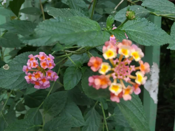 Closeup Pink Yellow Color South Indian Lantana Camara Flor Pequeno — Fotografia de Stock