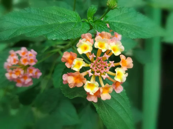 Nahaufnahme Von Rosa Und Gelben Farbe Südindischen Lantana Camara Blume — Stockfoto