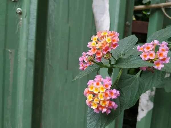 Primo Piano Rosa Giallo Colore Sud Indiano Lantana Camara Fiore — Foto Stock