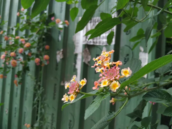 Closeup Pink Yellow Color South Indian Lantana Camara Flor Pequeno — Fotografia de Stock