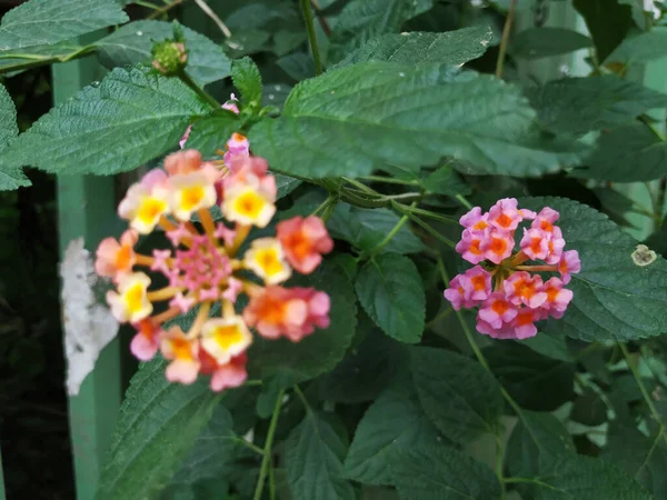 Närbild Rosa Och Gul Färg Sydindiska Lantana Camara Blomma Liten — Stockfoto