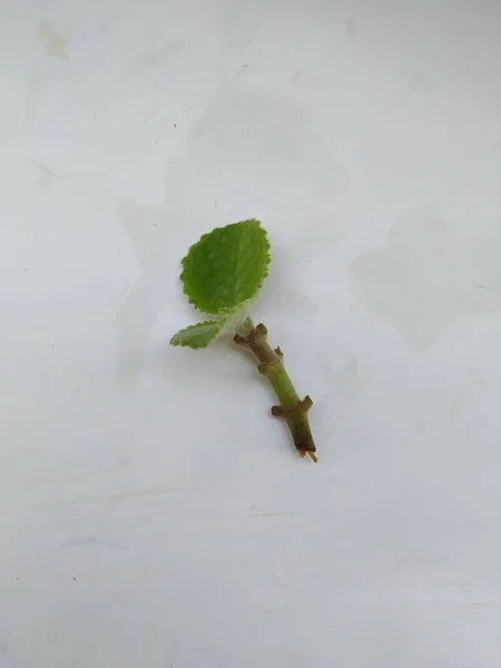 Closeup Young Mexican Mint Branch Leaves Terisolasi Latar Belakang Putih — Stok Foto