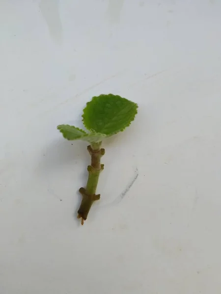 Closeup Young Mexican Mint Branch Leaves Terisolasi Latar Belakang Putih — Stok Foto