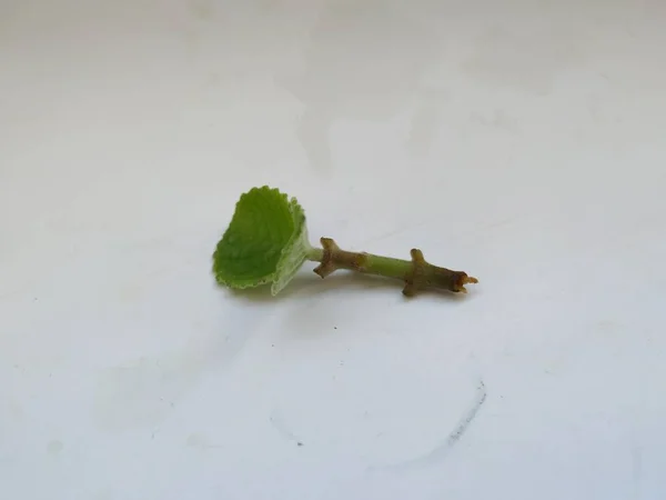 Closeup Young Mexican Mint Branch Leaves Terisolasi Latar Belakang Putih — Stok Foto