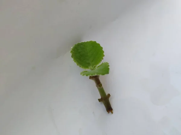 Closeup Young Mexican Mint Branch Leaves Isoled White Background — стокове фото