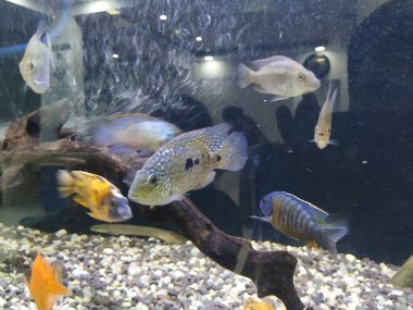 Akvaryumun hareket eden ya da hareket eden çok renkli balıkların yakın çekimi bulanık