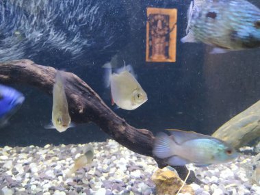 Akvaryumun hareket eden ya da hareket eden çok renkli balıkların yakın çekimi bulanık