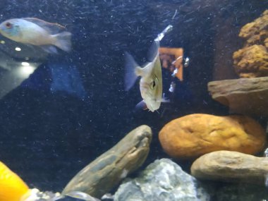 Akvaryumun hareket eden ya da hareket eden çok renkli balıkların yakın çekimi bulanık