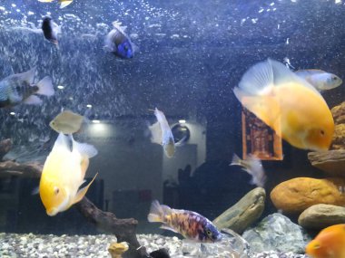 Akvaryumun hareket eden ya da hareket eden çok renkli balıkların yakın çekimi bulanık