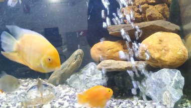 Akvaryumun hareket eden ya da hareket eden çok renkli balıkların yakın çekimi bulanık