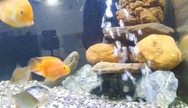 Akvaryumun hareket eden ya da hareket eden çok renkli balıkların yakın çekimi bulanık