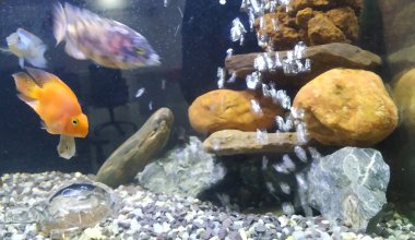 Akvaryumun hareket eden ya da hareket eden çok renkli balıkların yakın çekimi bulanık