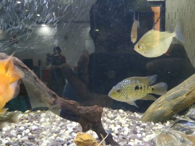 Akvaryumun hareket eden ya da hareket eden çok renkli balıkların yakın çekimi bulanık