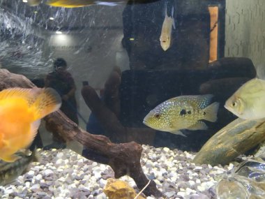 Akvaryumun hareket eden ya da hareket eden çok renkli balıkların yakın çekimi bulanık