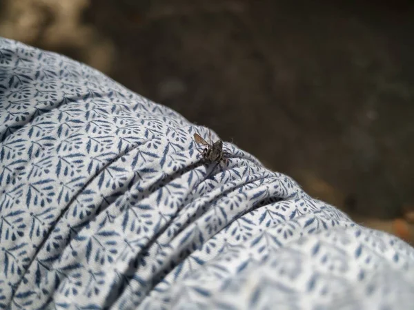Penutup Black Hornet Serangga Duduk Atas Kemeja Manusia Dengan Tekstur — Stok Foto