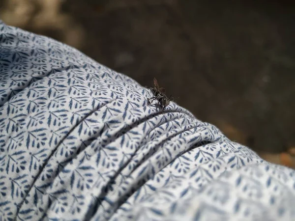 말벌의 곤충을 클로즈업 사람의 배경을 가지고 — 스톡 사진