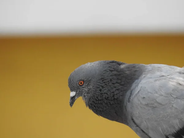 Fotografia Perto Pombo Pomba Vemos Cabeça Pescoço Pombo Está Perfil — Fotografia de Stock