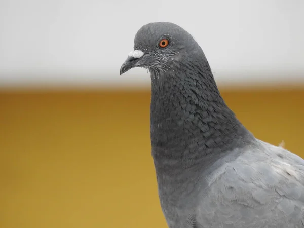 Fotografia Perto Pombo Pomba Vemos Cabeça Pescoço Pombo Está Perfil — Fotografia de Stock