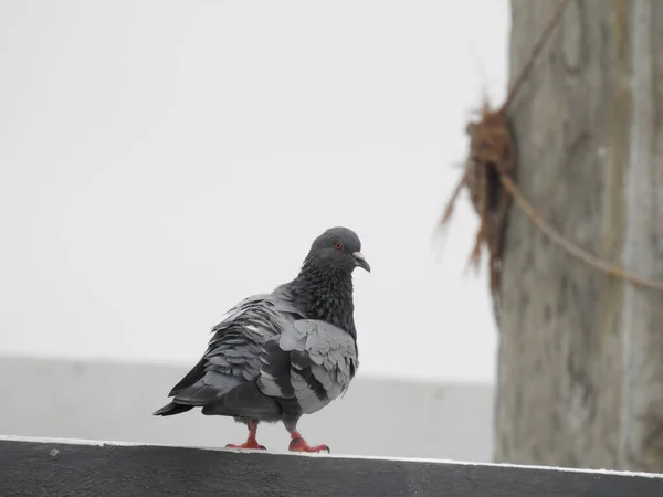 インドの灰色のピジョンまたは鳩のさまざまなアクションと活動の閉鎖 — ストック写真