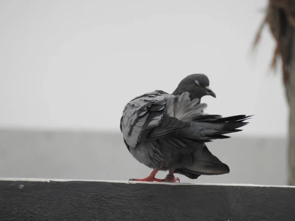 Fechamento Ações Atividades Diferentes Pombo Cinzento Indiano Pomba — Fotografia de Stock