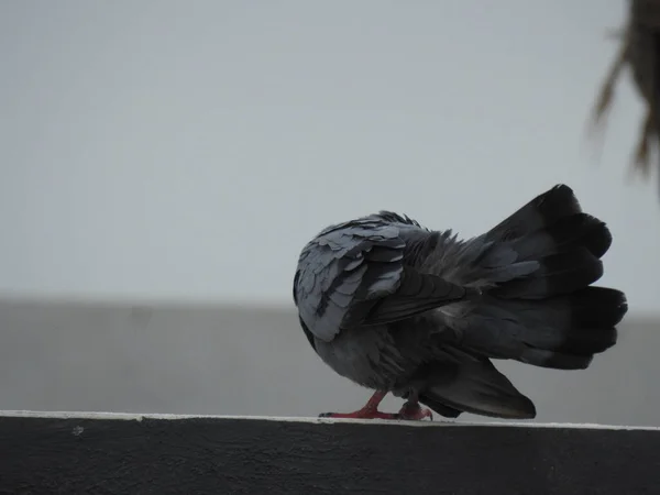 インドの灰色のピジョンまたは鳩のさまざまなアクションと活動の閉鎖 — ストック写真