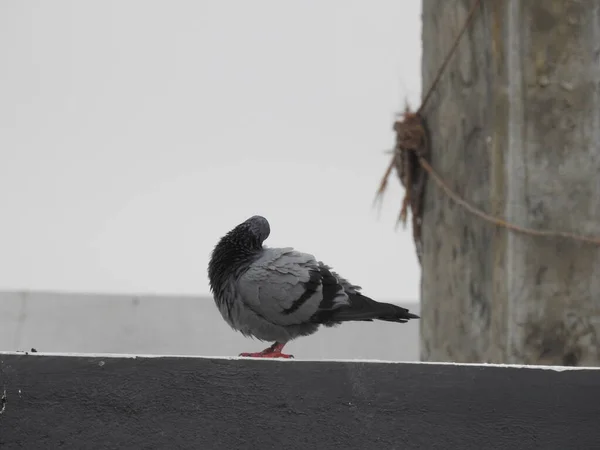 Gros Plan Sur Les Différentes Actions Activités Pigeon Gris Indien — Photo