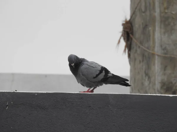 Gros Plan Sur Les Différentes Actions Activités Pigeon Gris Indien — Photo