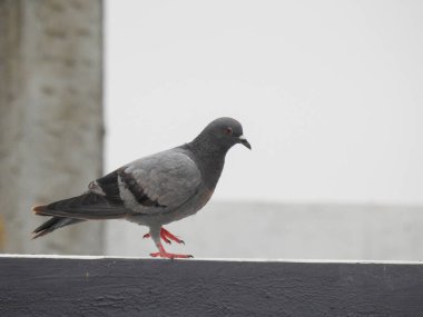 Hint Gri Güvercinlerinin Farklı Eylemleri ve Eylemlerinin Kapanışı