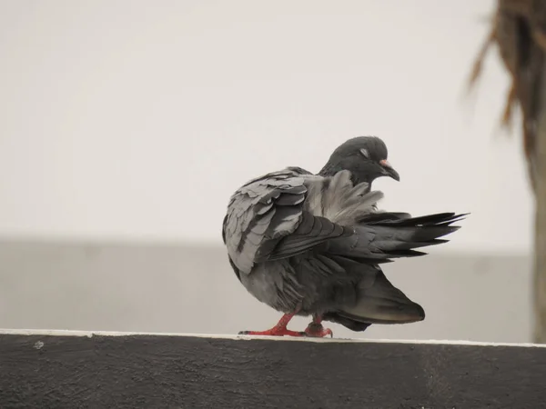 インドの灰色のピジョンまたは鳩のさまざまなアクションと活動の閉鎖 — ストック写真