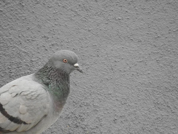 Fotografia Perto Pombo Pomba Vemos Cabeça Pescoço Pombo Está Perfil — Fotografia de Stock