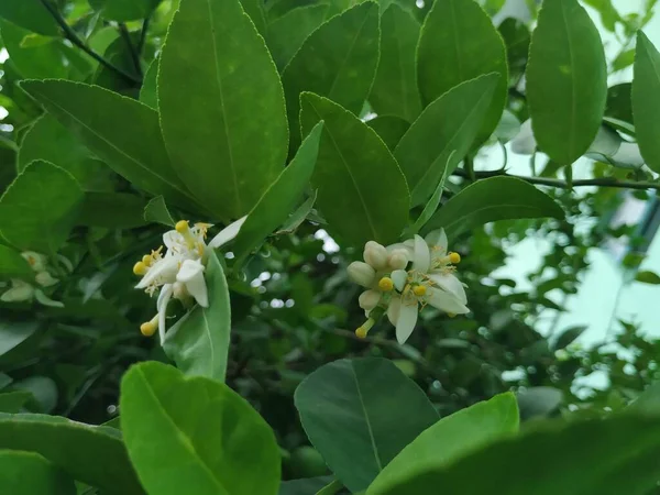 柠檬果花在植物中的美丽的白色和黄色花朵的结合部 — 图库照片