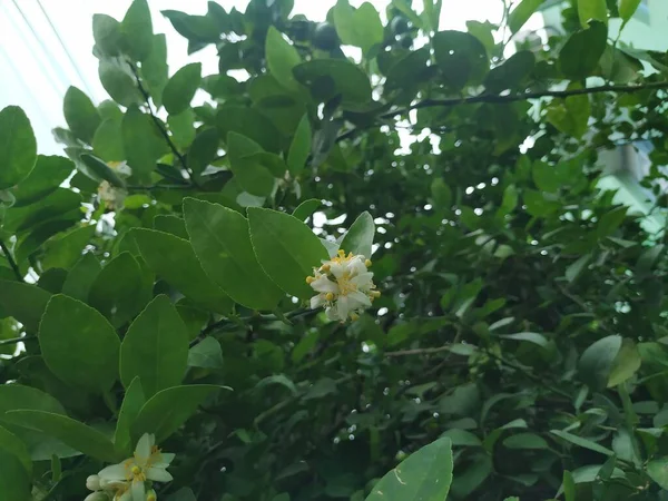 Closeup Bela Flor Cor Branca Amarela Fruto Limão Uma Fábrica — Fotografia de Stock