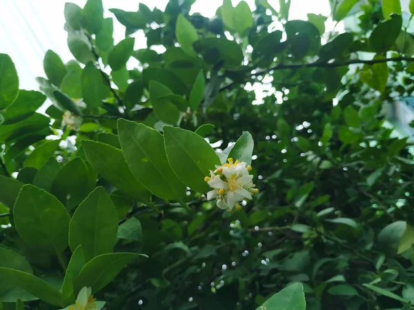 Цвітіння Прекрасної Білої Жовтої Квітки Лимонного Плоду Рослині — стокове фото