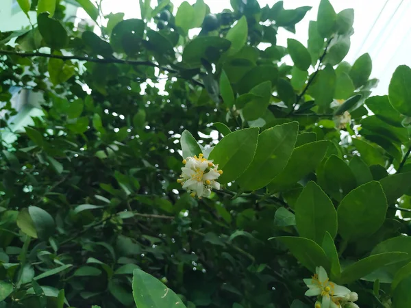 Szekrény Gyönyörű Fehér Sárga Színű Virág Egy Citrom Gyümölcs Egy — Stock Fotó