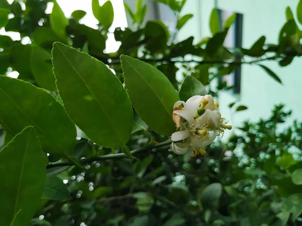 植物のレモンフルーツの美しい白と黄色の花の閉鎖 — ストック写真