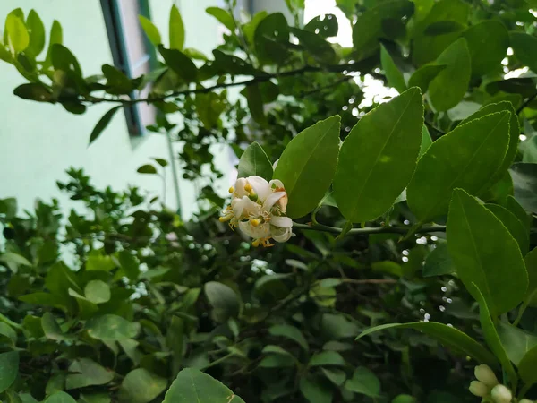 Closeup Beautiful White Yellow Color Flower Lemon Fruit Plant — Stock Photo, Image