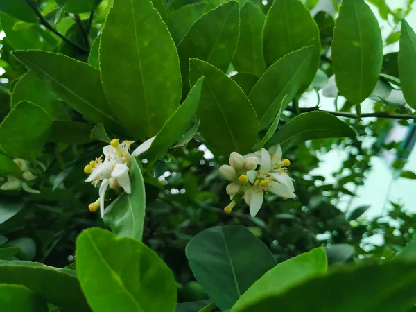 Closeup Bela Flor Cor Branca Amarela Fruto Limão Uma Fábrica — Fotografia de Stock