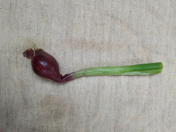 Groep Verse Jonge Uien Met Wortels Bladeren Een Plaat Geïsoleerd — Stockfoto