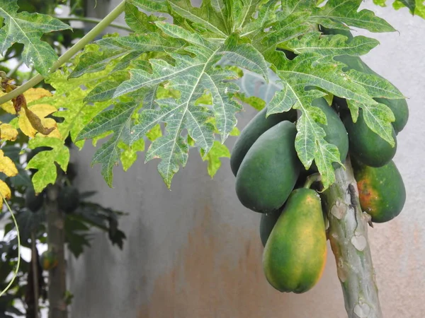 園内に果物を入れたインドのパパヤの木の閉鎖 — ストック写真