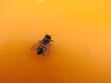 Bal Arısı 'nın kapatılması Turuncu Arkaplanda izole edildi