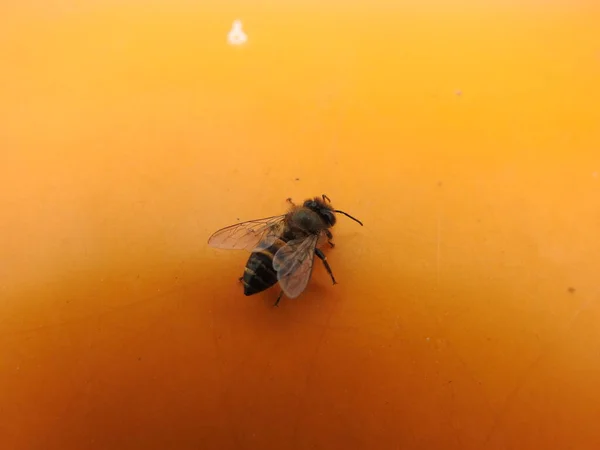 Nahaufnahme Der Honigbiene Auf Orangefarbenem Hintergrund — Stockfoto
