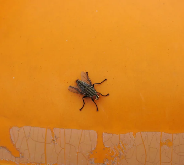 Closeup Detailed Big Housefly Isolated Orange Color Background — Stock Photo, Image