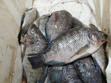 Bir Dükkanda Farklı Hint Yerli Ünlü Balıklar Dükkanının Kapanışı