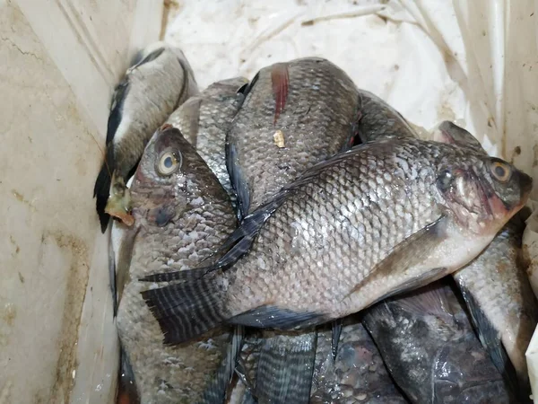 Closeup Různých Typů Indických Místních Slavných Ryb Obchodě Pro Prodej — Stock fotografie