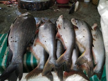 Bir Dükkanda Farklı Hint Yerli Ünlü Balıklar Dükkanının Kapanışı