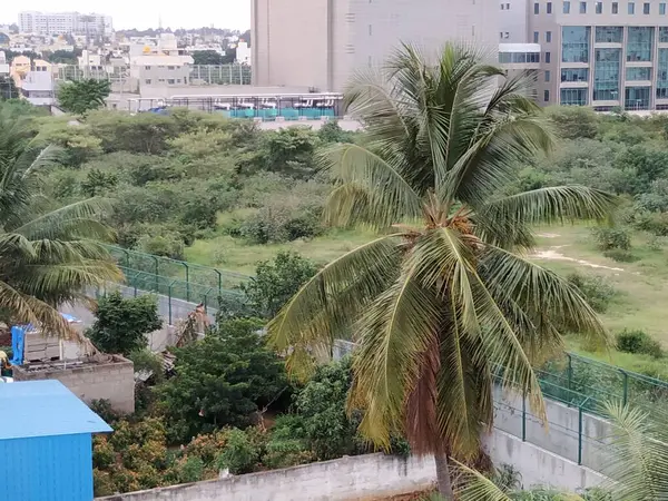 美しいバンガロール市内のココナッツツリーと建物の閉鎖 — ストック写真