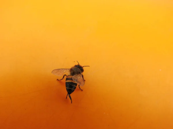 Gros Plan Abeille Domestique Isolé Sur Fond Couleur Orange — Photo