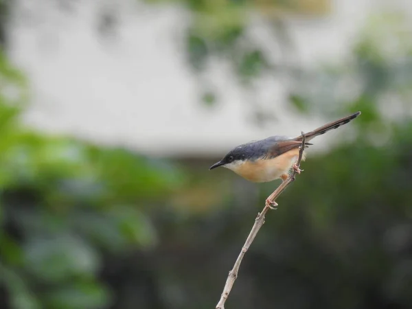 印度红腹燕麦鸟在自然背景下坐在木棍和铁丝上的遮挡 — 图库照片