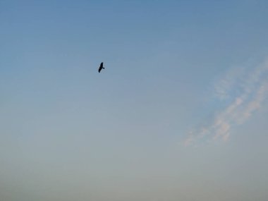 Akşam Havası 'nın Kapanışı. Alacakaranlıkta Kartal Uçan Silueti ile.