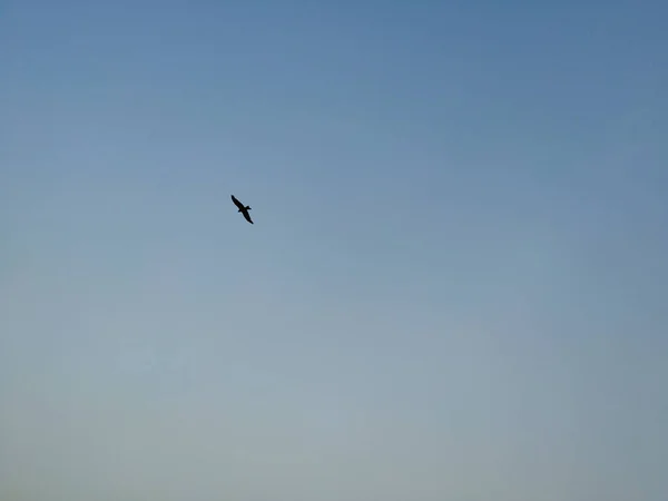 Primer Plano Vista Del Cielo Noche Atardecer Con Silueta Águila — Foto de Stock